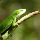 Lizard on Aloe