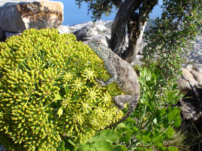 Lizard on Table Mountain. (Not a Chameleon!)