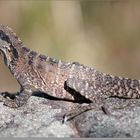 Lizard on the rock