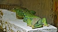 Lizard-Photoblog