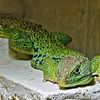 Lizard-Photoblog