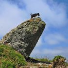 Lizard Point  to Cadgwith (5)