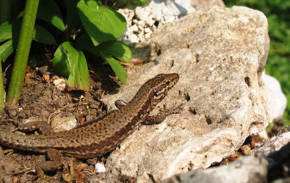 lizard takes the sun...