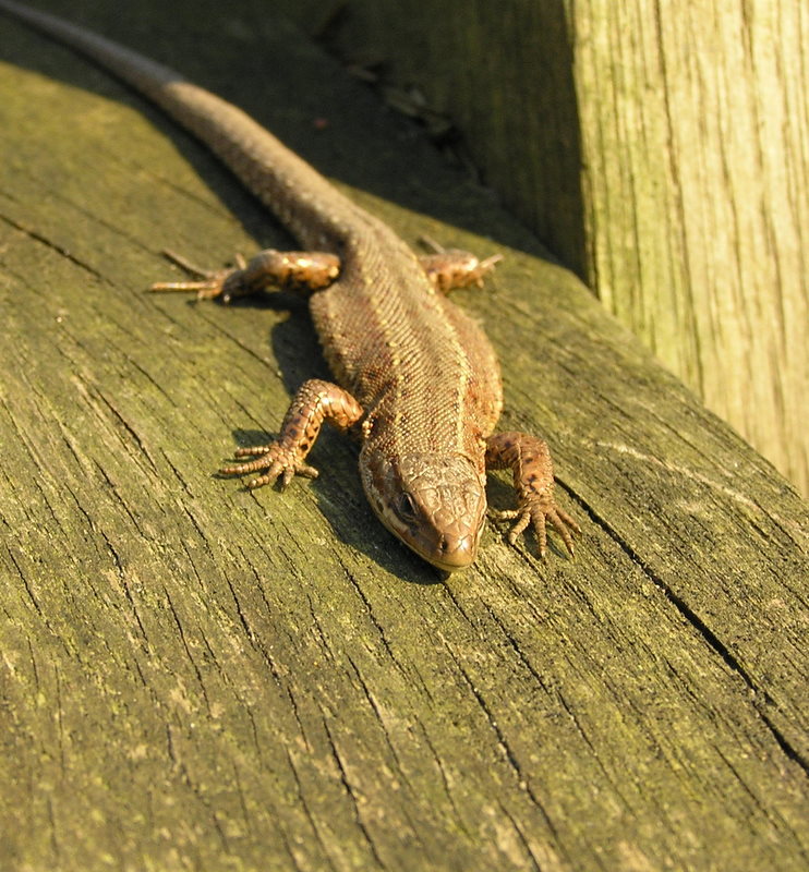 lizard (the biggest crocodile in Lithuania :D )