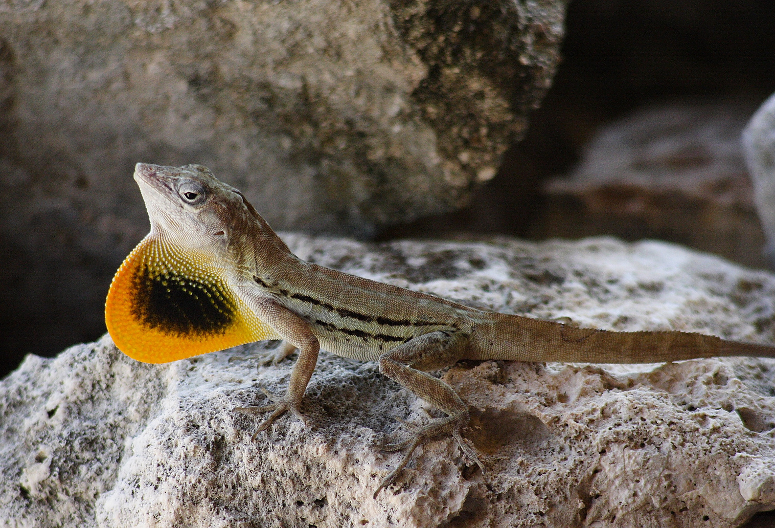 lizard with flag