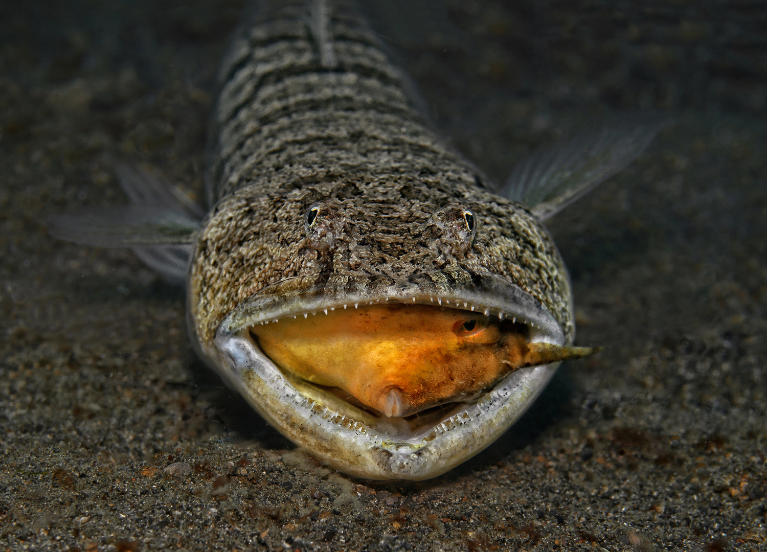 Lizardfish