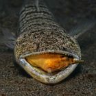 Lizardfish