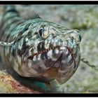 Lizardfish