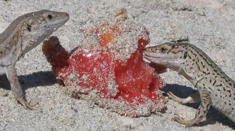 Lizards close up