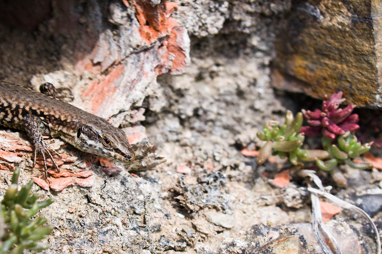 Lizard's pipe