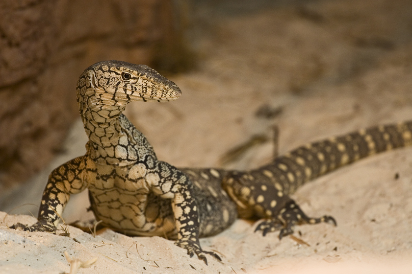 lizard@sydneywildlifeworld - 2007