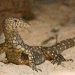 lizard@sydneywildlifeworld - 2007