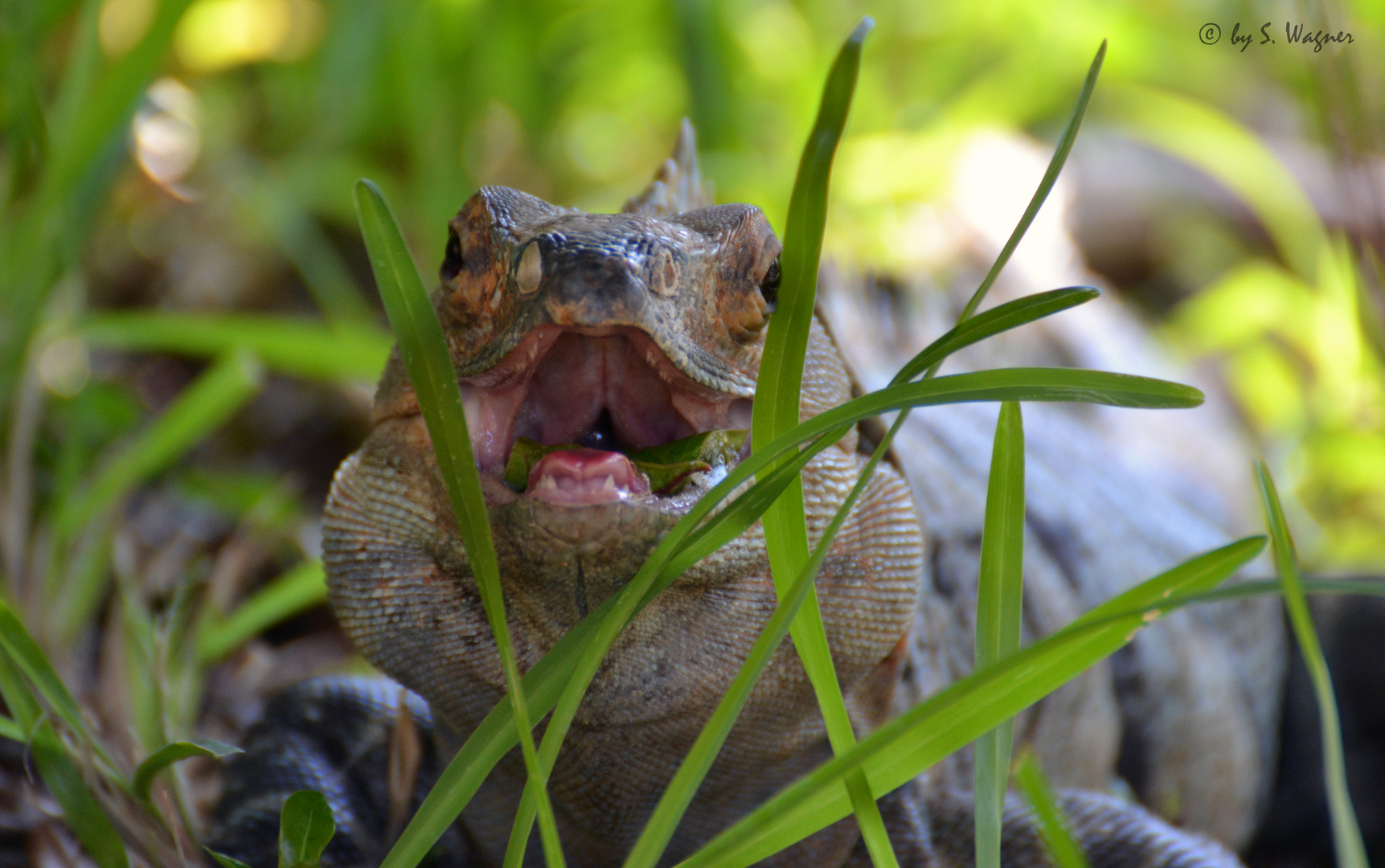 Lizzard