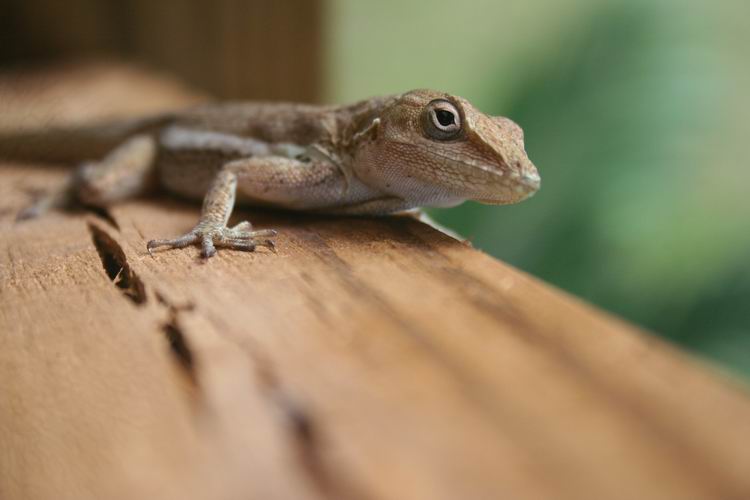 Lizzard close up