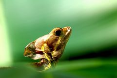 lizzard, Costa Rica