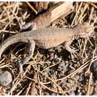 Lizzard im Death Valley