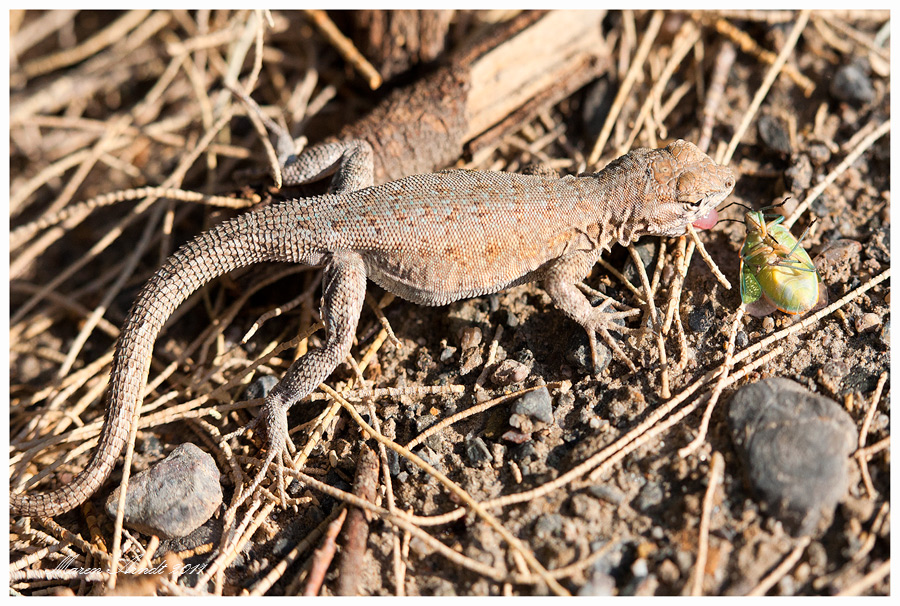 Lizzard im Death Valley