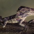 Lizzard_02