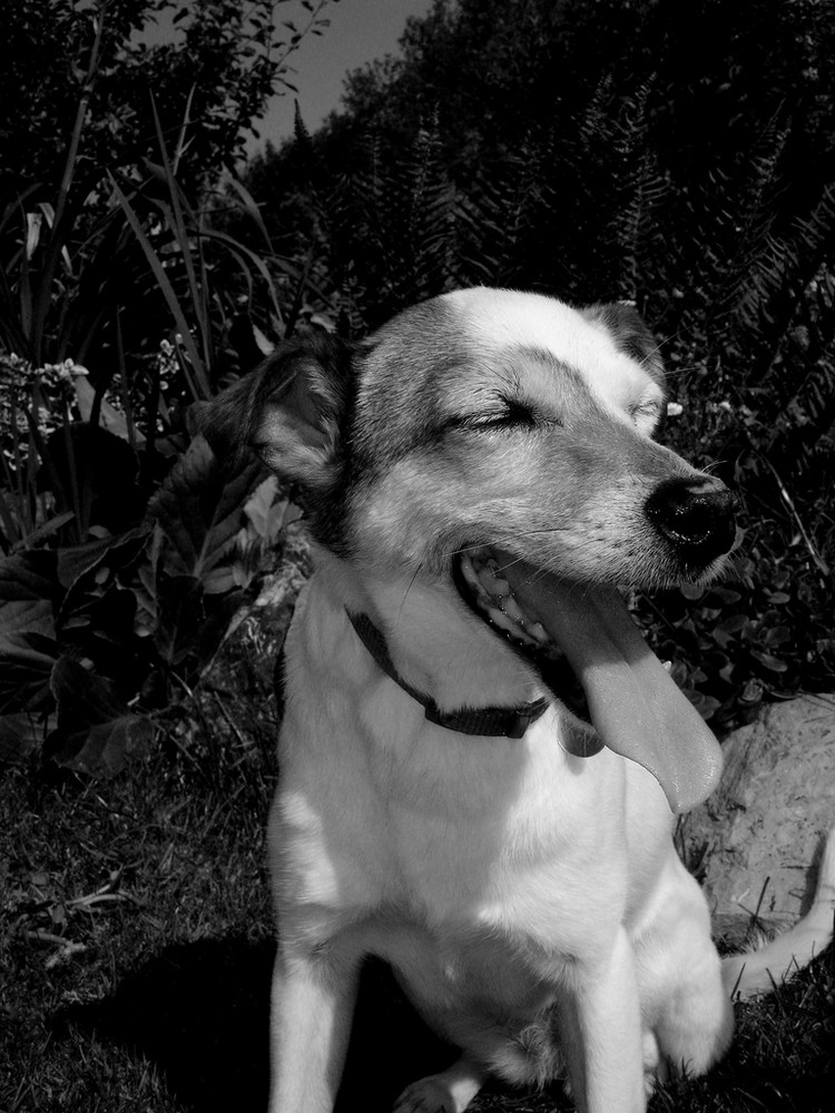 Lizzy by the pond