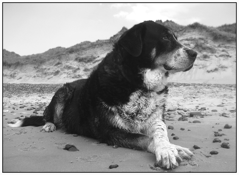 Lizzy genießt das Strandleben