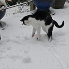 Lizzy macht Bocksprünge im Schnee