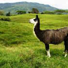 LLAMA