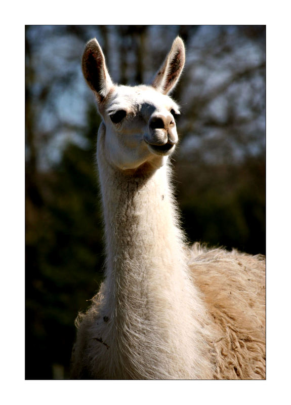 Llama