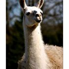 Llama