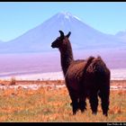 Llama