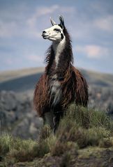 Llama