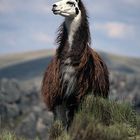 Llama