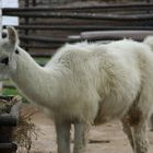 llama