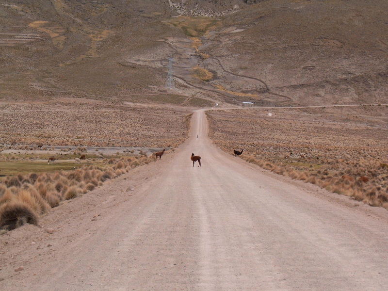 Llama crossing