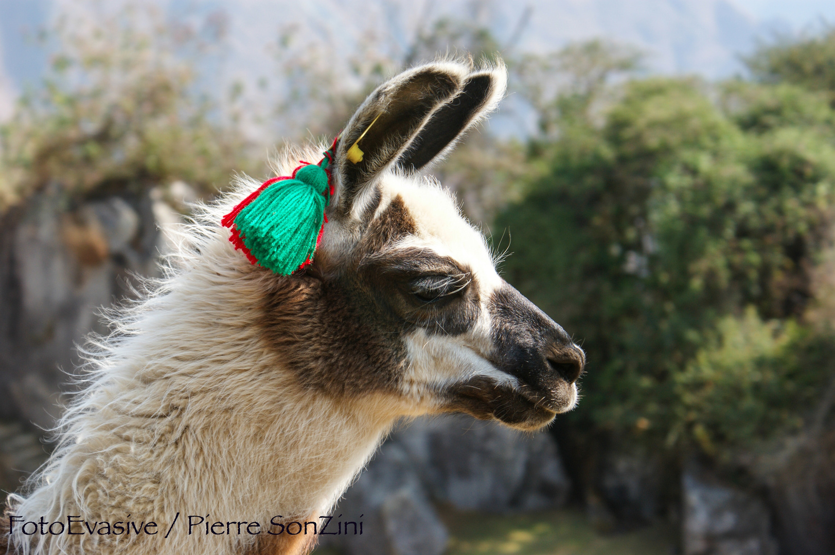 Llama del Cuzco