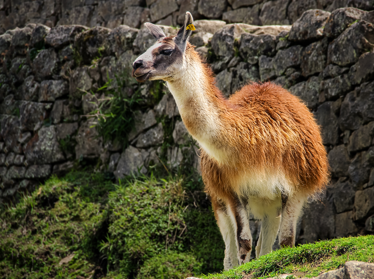 LLAMA EN MACHU PICHU