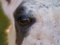 Llama Eye