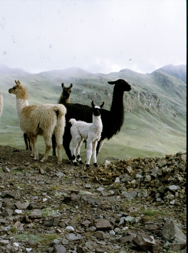 Llama Familie auf dem Altiplano