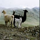 Llama Familie auf dem Altiplano