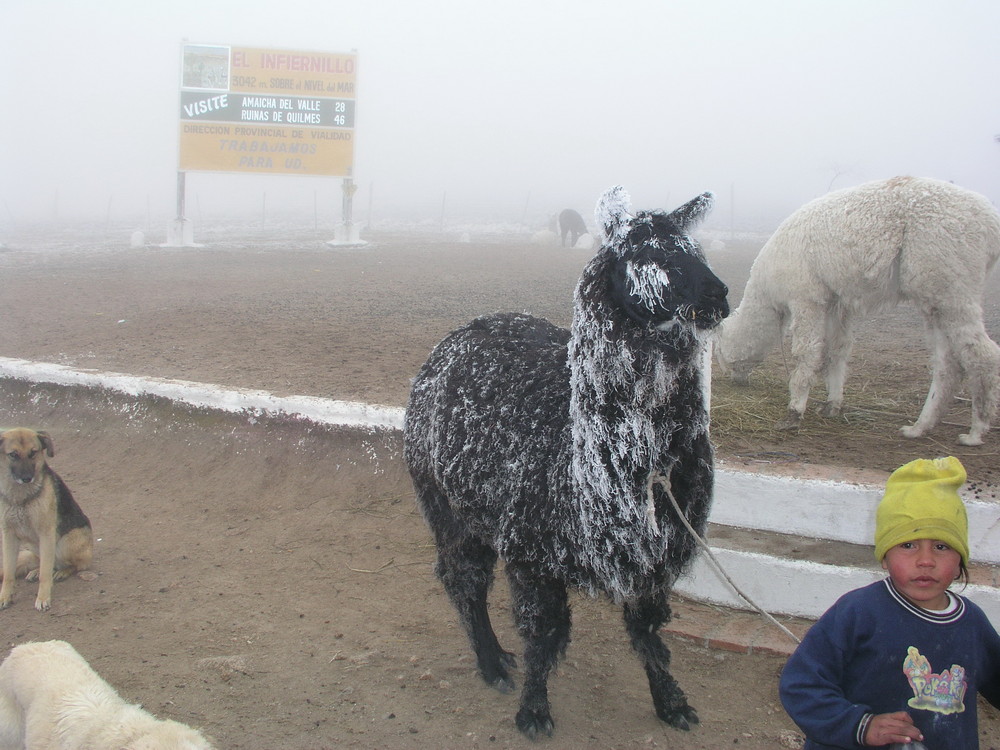 LLAMA HELADA EN EL INFIERNILLO