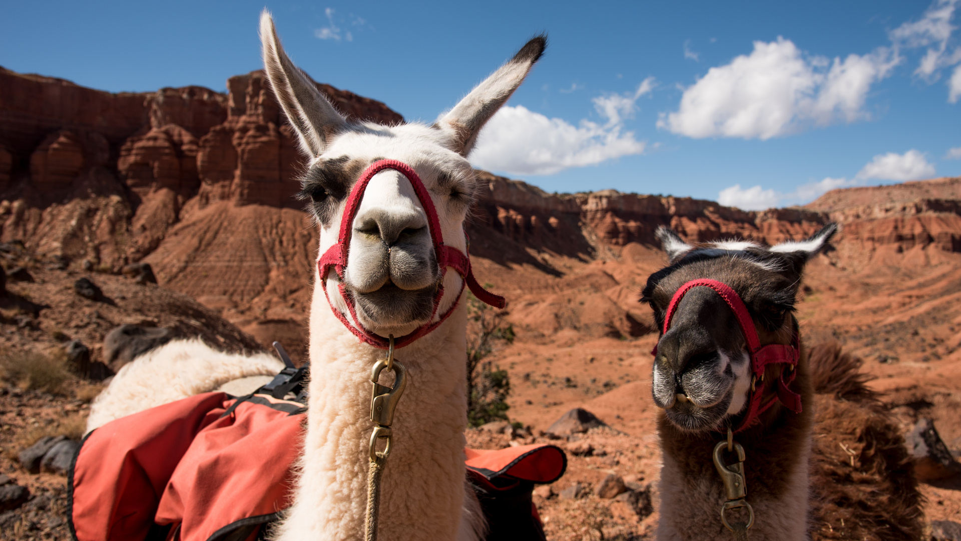 Llama Hike (Capitol Reef NP)