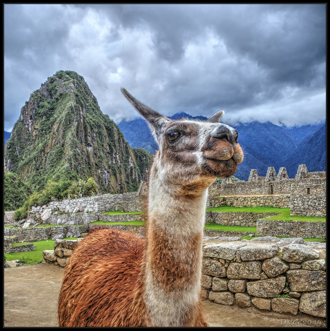 Llama in Machu Picchu