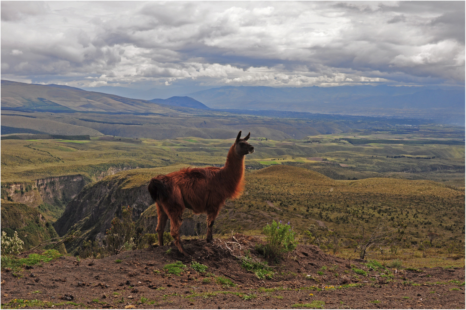 Llama y Andes