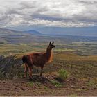 Llama y Andes