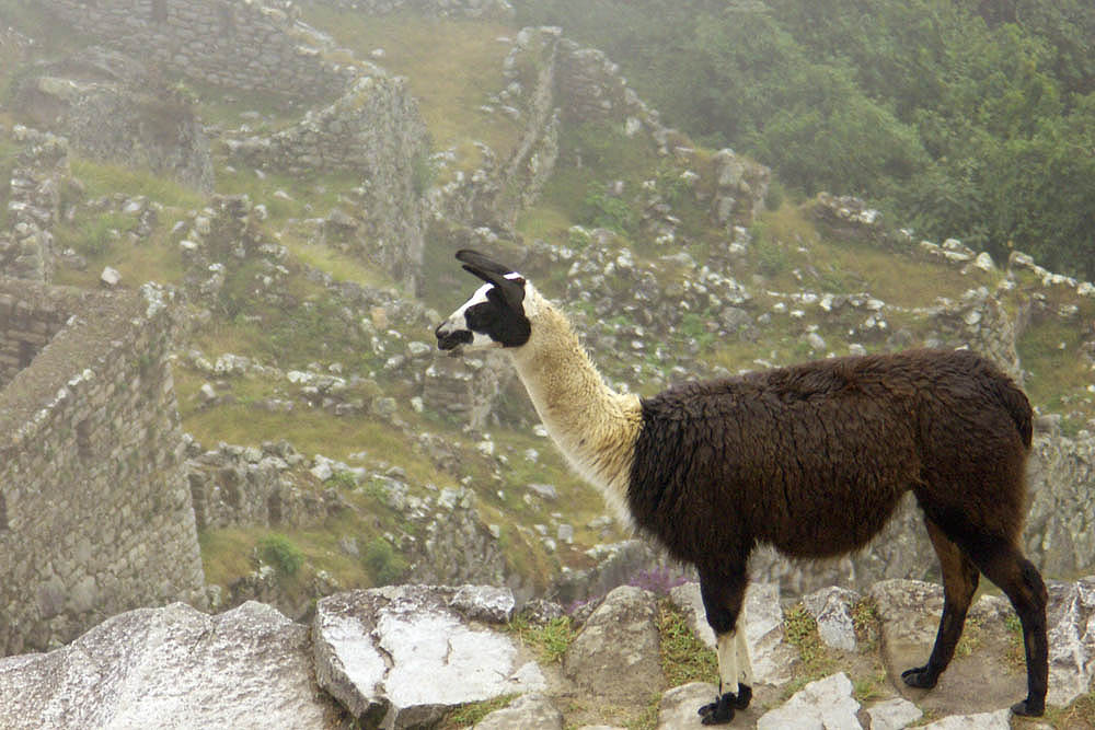 Llama zwischen Ruinen