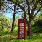 llamando desde el bosque