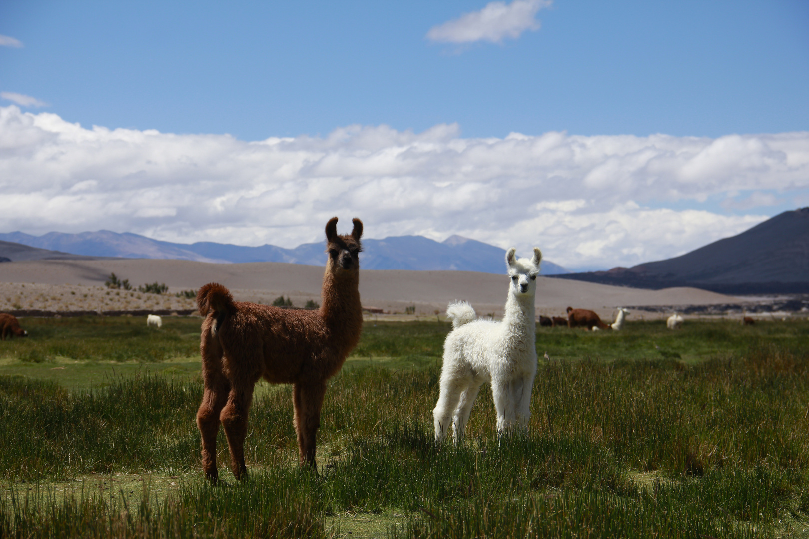 Llamas de Antofagasta