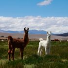 Llamas de Antofagasta