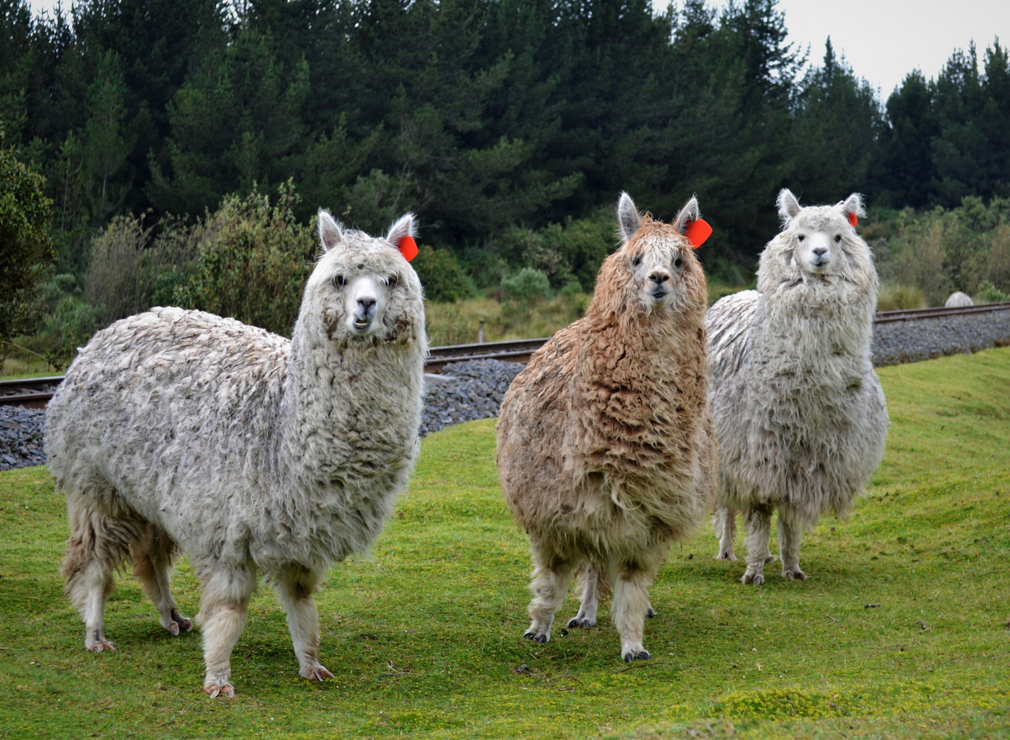 LLAMAS