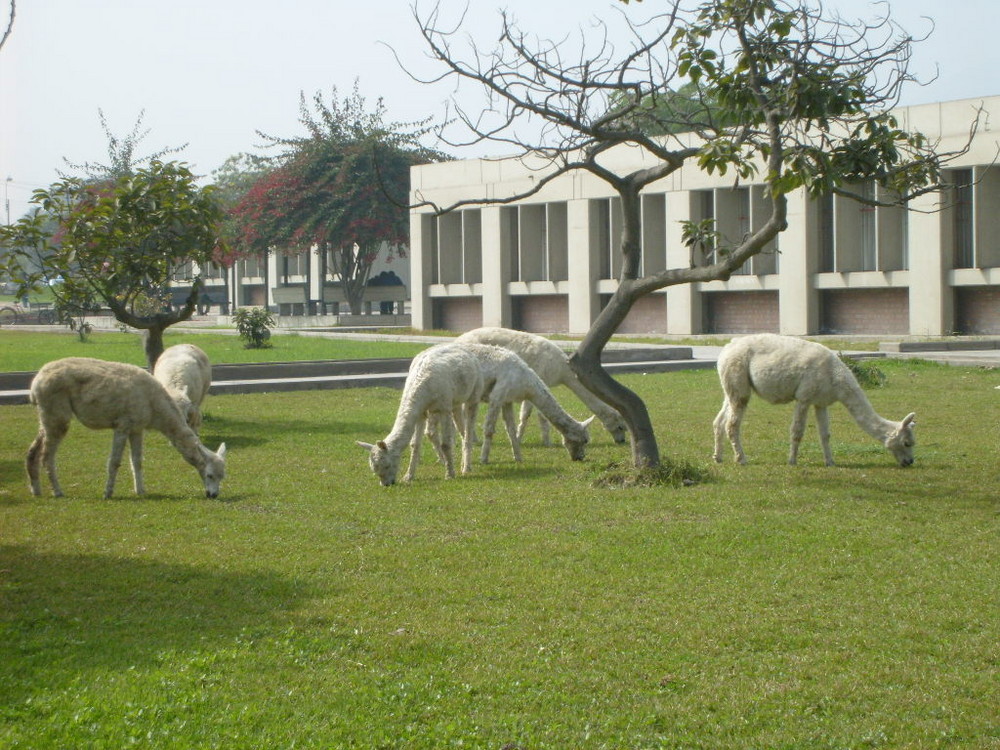 llamas en la universidad