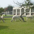 llamas en la universidad